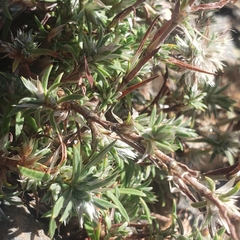 Paronychia argyrocoma