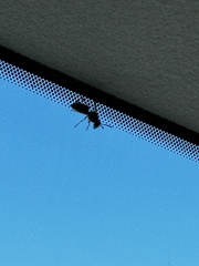 Vespula