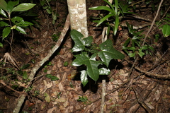 Brachychiton acerifolius