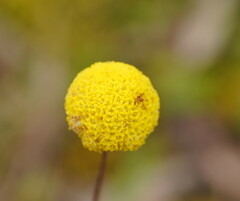 Craspedia variabilis