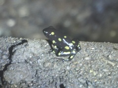 Dendrobates auratus
