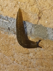 Limacus