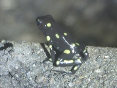 Dendrobates auratus