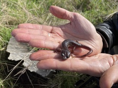 Aneides lugubris