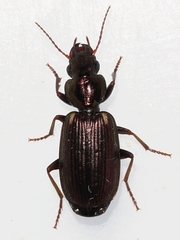 Apenes lucidula