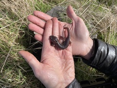 Aneides lugubris