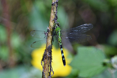 Erythemis simplicicollis