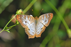 Anartia jatrophae