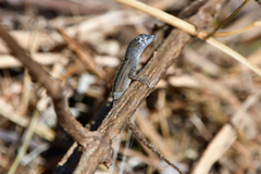 Anolis sagrei