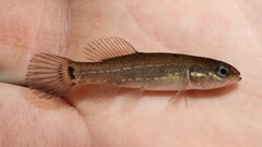 Umbra pygmaea