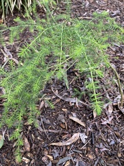 Acacia verticillata