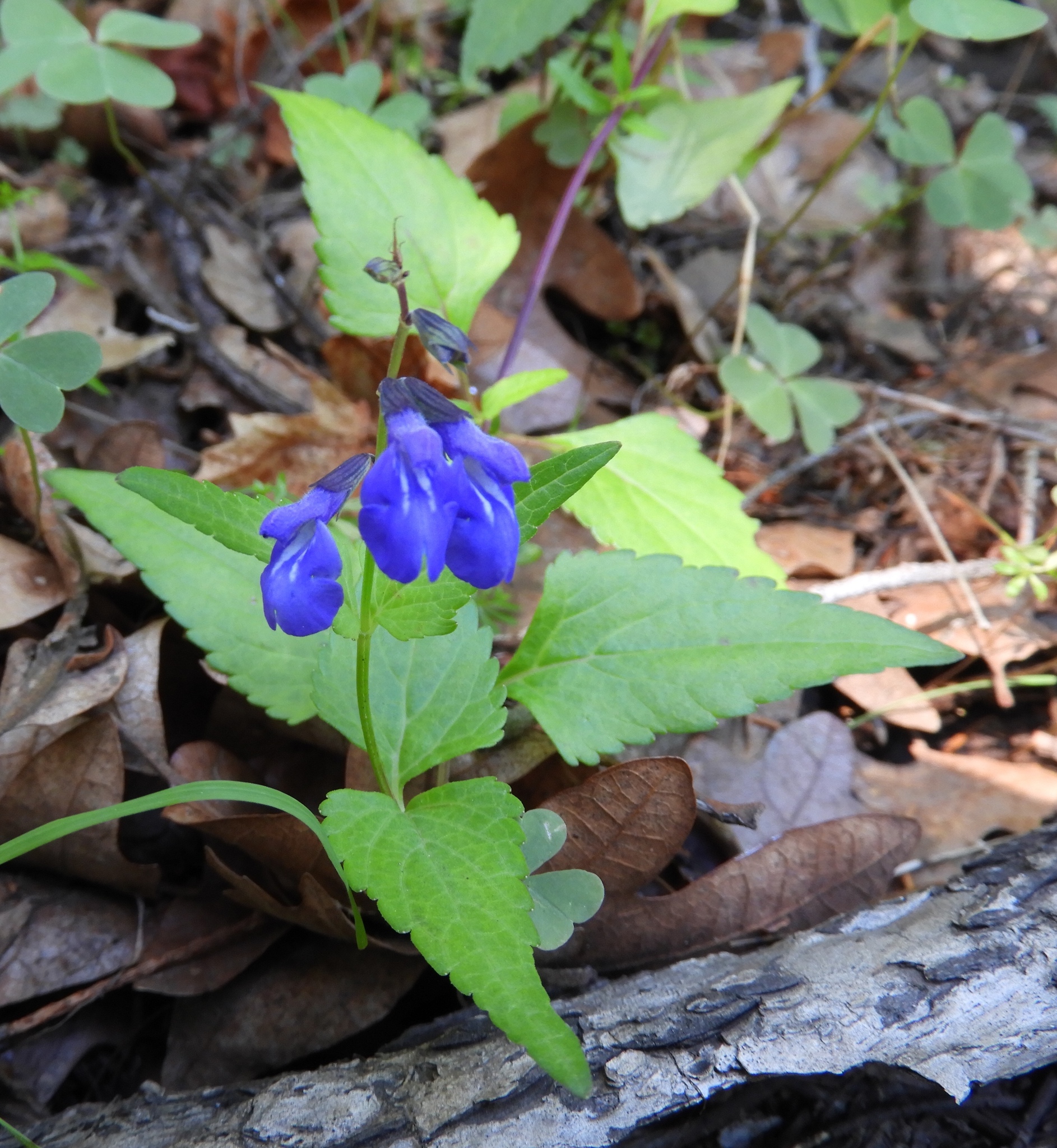 Salvia arizonica