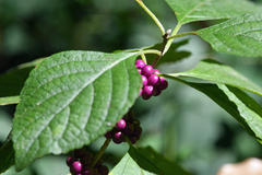 Callicarpa americana