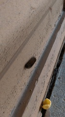 Pyrrharctia isabella