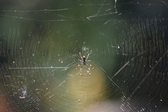 Trichonephila plumipes