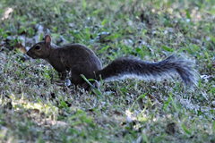 Sciurus carolinensis
