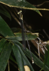 Orolestes selysi
