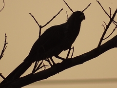 Crinifer piscator