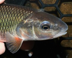 Semotilus corporalis