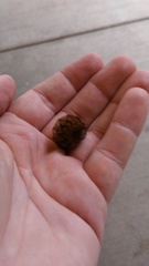 Pyrrharctia isabella