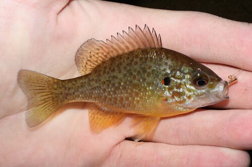 Pumpkinseed