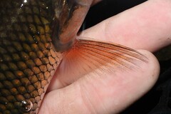 Semotilus corporalis