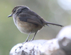 Copsychus albospecularis