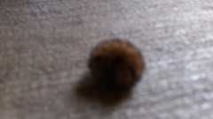 Pyrrharctia isabella