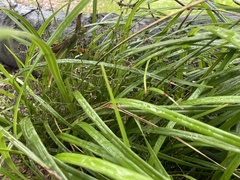 Dianella brevicaulis