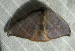 Watsonalla uncinula