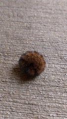 Pyrrharctia isabella