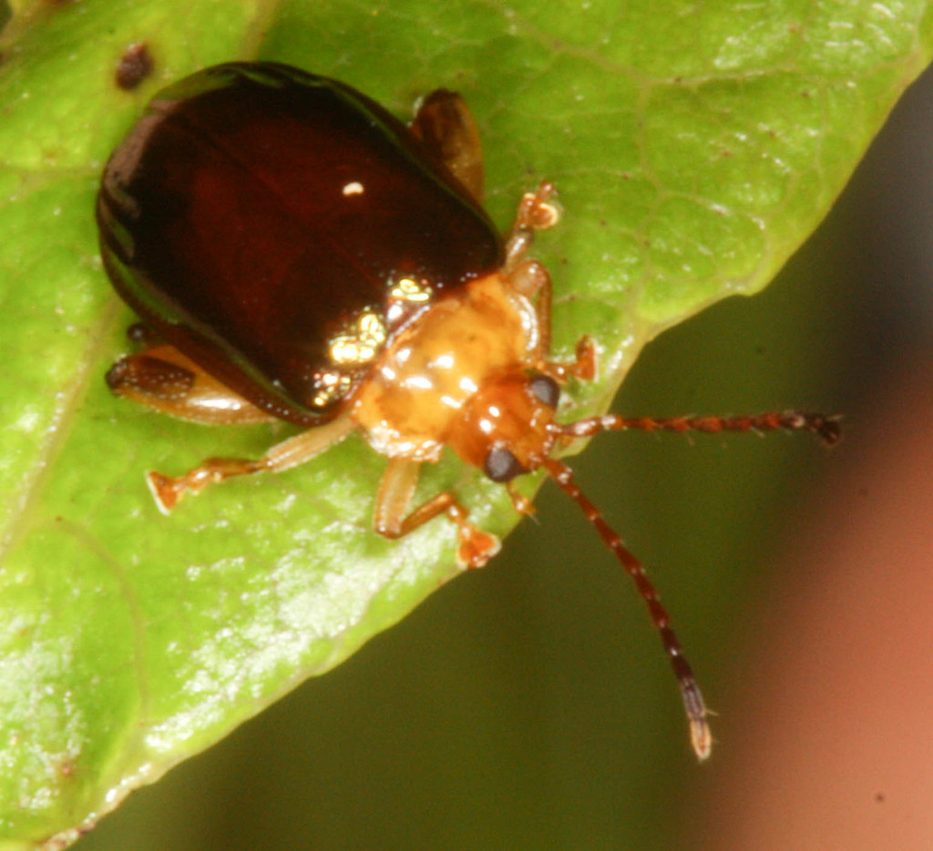Physoma