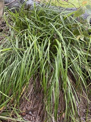 Dianella brevicaulis
