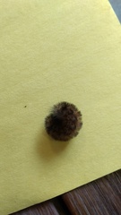 Pyrrharctia isabella