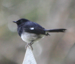 Copsychus albospecularis