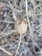 Nigella damascena