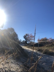 Aristida tuberculosa