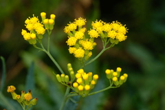Senecio odoratus