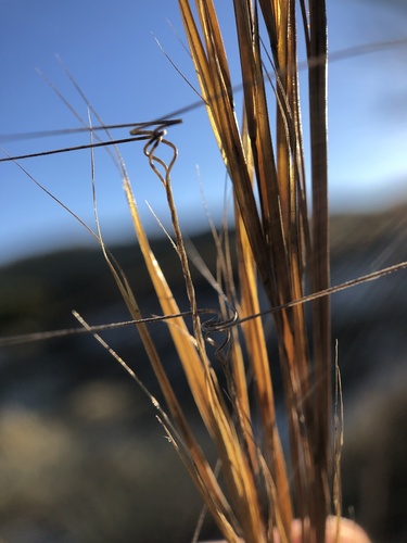 Aristida tuberculosa Nutt.