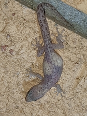 Afrogecko porphyreus