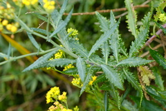Senecio odoratus