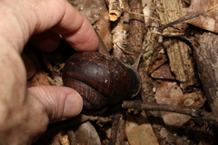 Sphaerospira fraseri