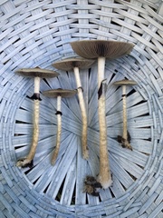 Psilocybe cubensis