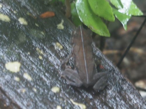 Rhinella alata