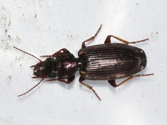 Apenes lucidula