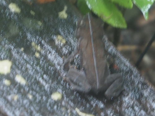 Rhinella alata
