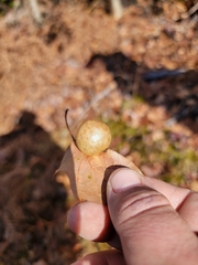 Amphibolips quercusostensackenii
