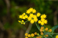 Senecio odoratus