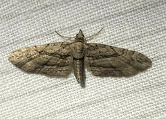 Eupithecia phoeniceata