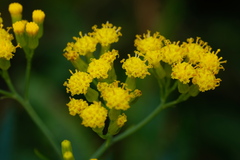 Senecio odoratus